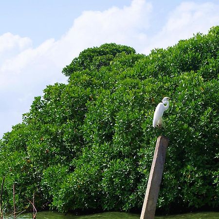 Villa Eco Green Negombo Zewnętrze zdjęcie